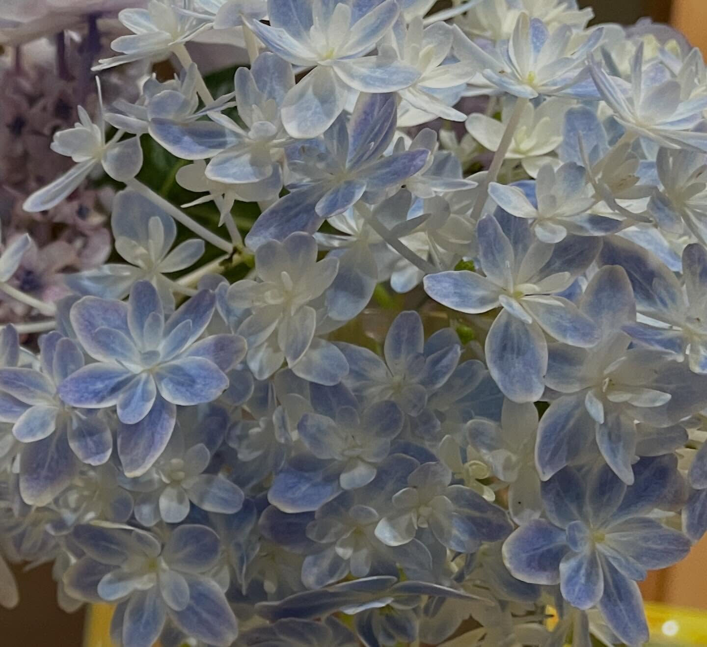 お客様に頂いた紫陽花✨切ったら元気になって今満開です😃可愛い